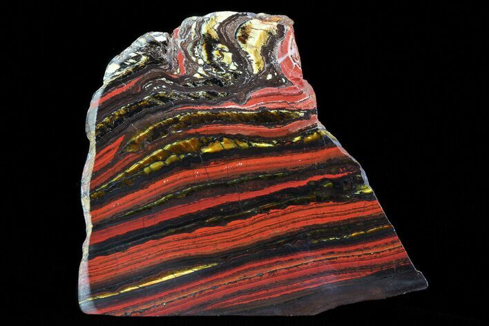 Polished Tiger Iron Stromatolite - ( Billion Years) #75825